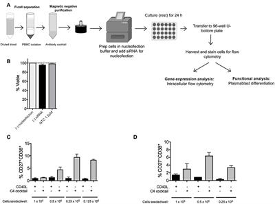 RNAi Transfection Optimized in Primary Naïve B Cells for the Targeted Analysis of Human Plasma Cell Differentiation